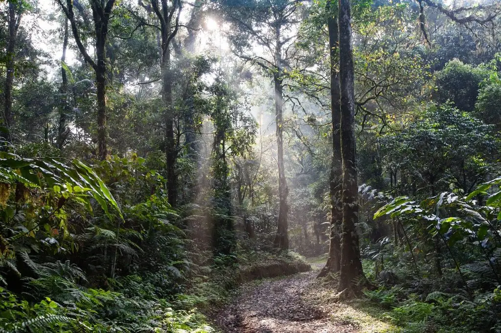rainforest, path, morning mist, asahi, salak mountain national park, java island, indonesia, landscape, rainforest, rainforest, rainforest, rainforest, rainforest