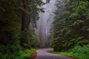 trees, fog, street, road, lane, lush, greenery, foliage, forest, woods, woodlands, misty, mist, foggy, redwood national park, california, landscape, scenic, redwoods, haze, nature, outdoors, countryside, idyllic, rural, road, road, forest, forest, forest, forest, forest, nature, nature