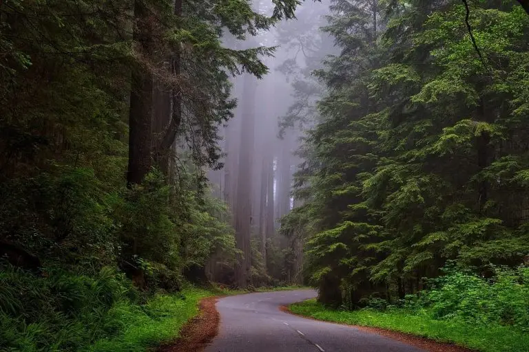 trees, fog, street, road, lane, lush, greenery, foliage, forest, woods, woodlands, misty, mist, foggy, redwood national park, california, landscape, scenic, redwoods, haze, nature, outdoors, countryside, idyllic, rural, road, road, forest, forest, forest, forest, forest, nature, nature